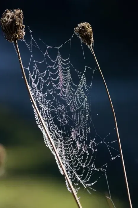 Framed Print : Dew on Spider Web, Wanganui - Raetihi Road, North Island, New Zealand