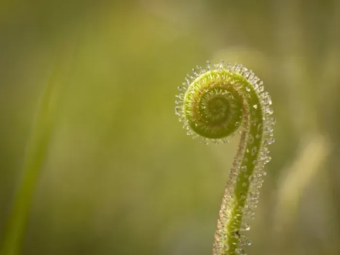 Framed Print : Dew-threads carnivorous plants, Apalachicola National Forest