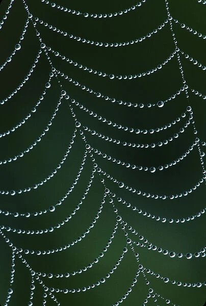 Dewdrop on spiderweb, Louisville, Kentucky