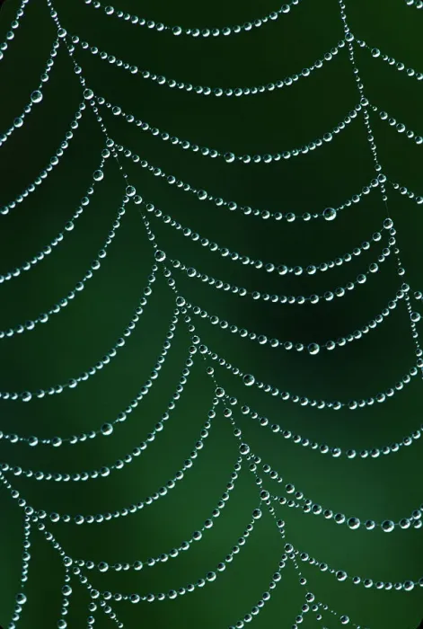 Framed Print : Dewdrop on spiderweb, Louisville, Kentucky