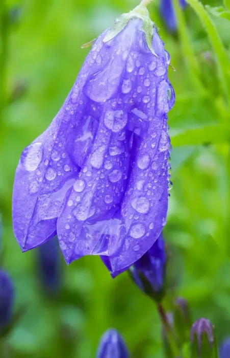 Framed Print : Dewdrops on bluebells Framed Print : Dewdrops on bluebells