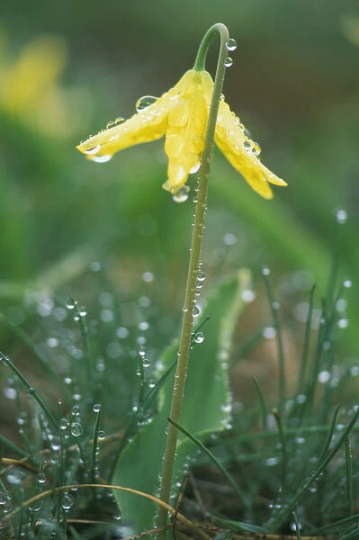 Dewdrops on Glacier Lily, Olympic NP, WA