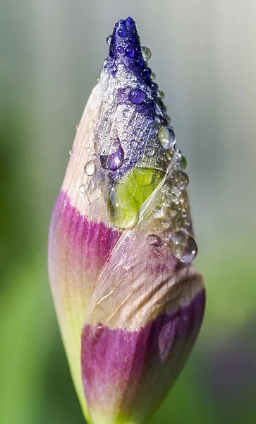 Dewdrops on an iris bud