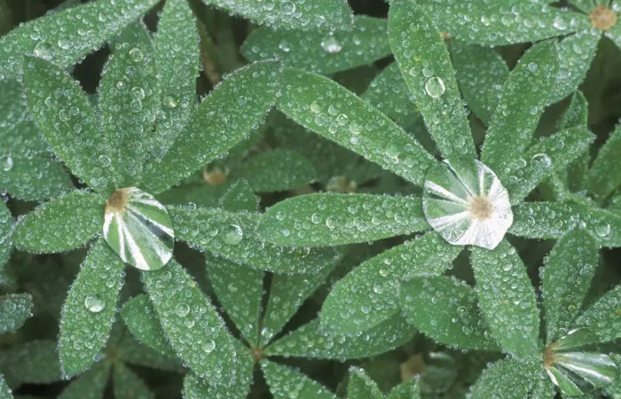 Framed Print : Dewdrops on Lupine Leaves, Olympic NP, WA, USA