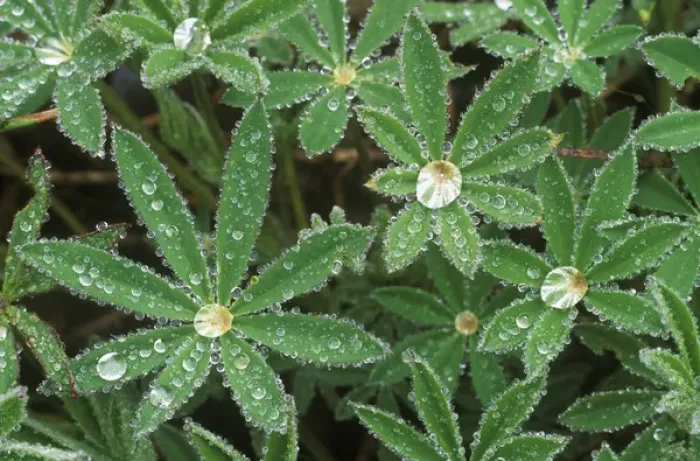 Framed Print : Dewdrops on Lupine Leaves, Olympic NP, WA, USA