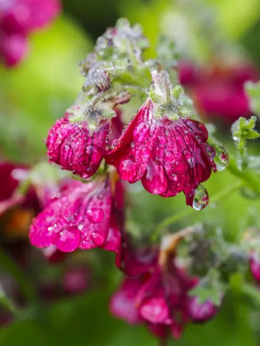 Framed Print : Dewdrops on small pink blossoms
