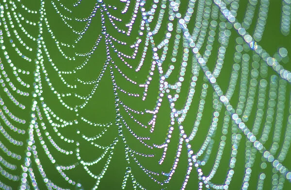 Dewdrops on Spiderweb, Smoky Mts. NP, TN, USA