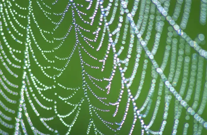 Framed Print : Dewdrops on Spiderweb, Smoky Mts. NP, TN, USA Framed Print : Dewdrops on Spiderweb, Smoky Mts. NP, TN, USA