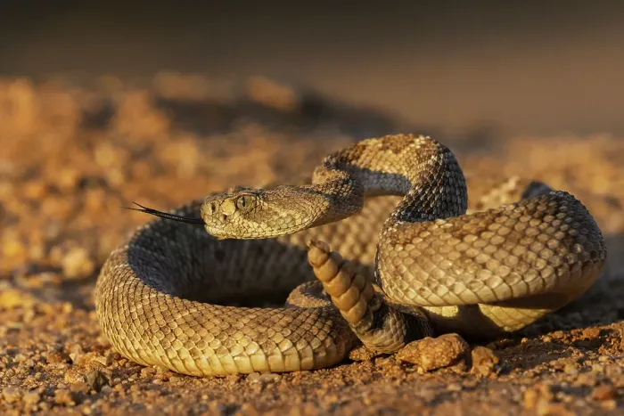Framed Print : Diamond-backed rattlesnake sounding a warning, USA, Arizona Framed Print : Diamond-backed rattlesnake sounding a warning, USA, Arizona