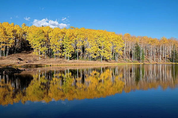 Diamond Pond reflects a stand of aspens, in Colorado, Walden, USA