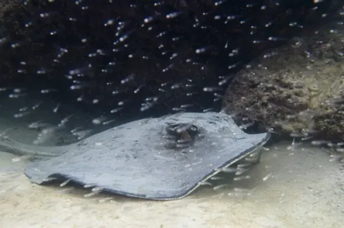 Framed Print : Diamond Stingray (Dasyatis brevis), Tagus Cove, Isabela Island. Galapagos Islands, Ecuador