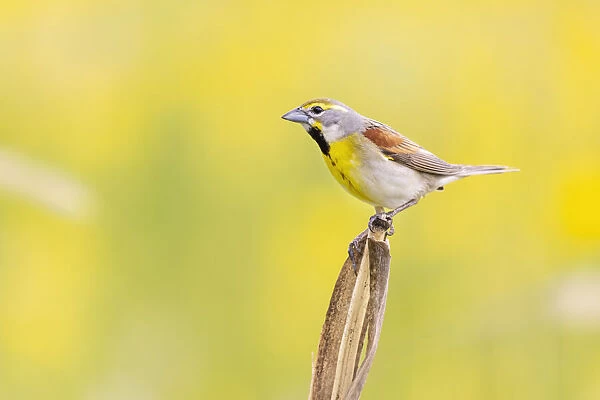 Dickcissel on corn stalk in a field with butterweed, Marion County, Illinois