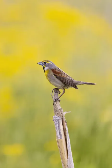 Framed Print : Dickcissel on corn stalk in a field with butterweed, Marion County, Illinois Framed Print : Dickcissel on corn stalk in a field with butterweed, Marion County, Illinois