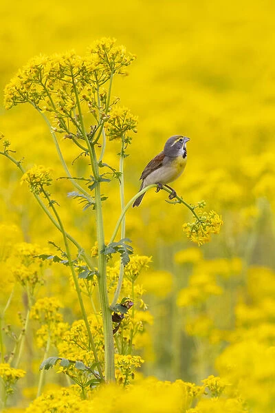 Dickcissel male on butterweed, Marion County, Illinois
