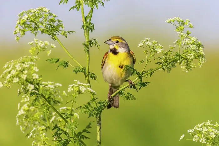 Framed Print : Dickcissel male on Poison Hemlock, Marion County, Illinois Framed Print : Dickcissel male on Poison Hemlock, Marion County, Illinois