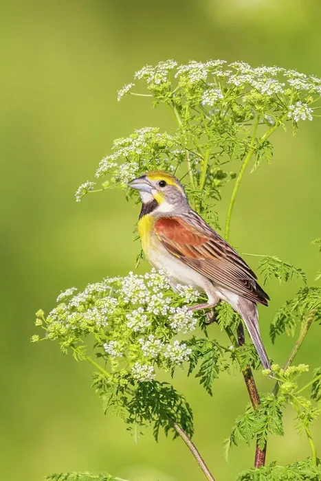 Framed Print : Dickcissel male on Poison Hemlock, Marion County, Illinois
