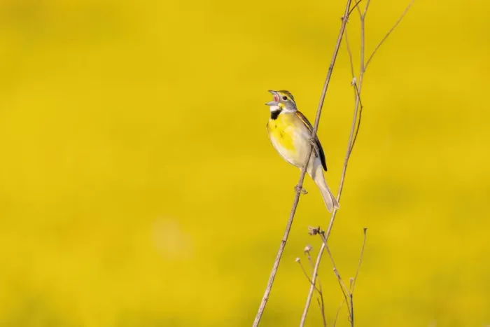 Framed Print : Dickcissel male singing in a field with butterweed, Marion County, Illinois Framed Print : Dickcissel male singing in a field with butterweed, Marion County, Illinois