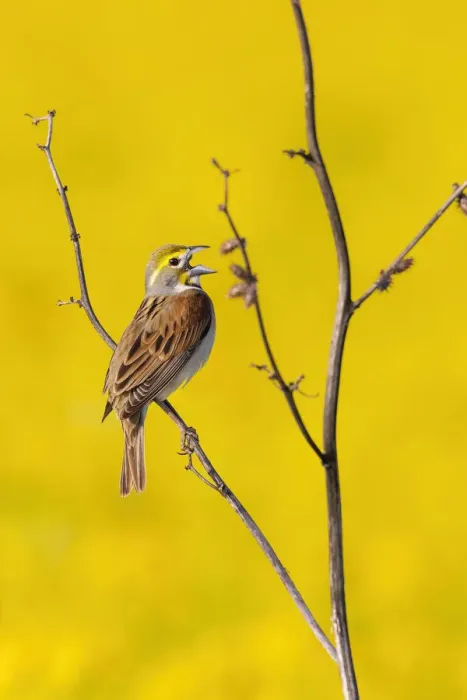 Framed Print : Dickcissel male singing in a field with butterweed, Marion County, Illinois Framed Print : Dickcissel male singing in a field with butterweed, Marion County, Illinois