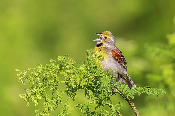 Dickcissel male singing perched on Poison Hemlock, Marion County, Illinois