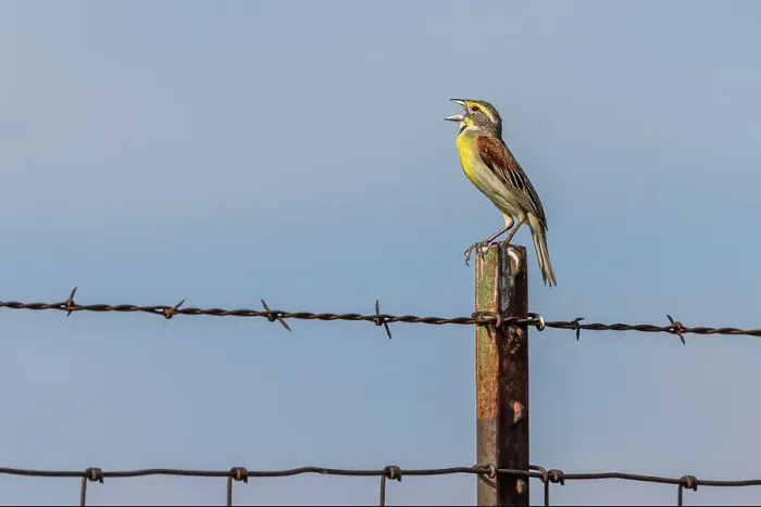 Framed Print : Dickcissel, Oldham County, Kentucky Framed Print : Dickcissel, Oldham County, Kentucky