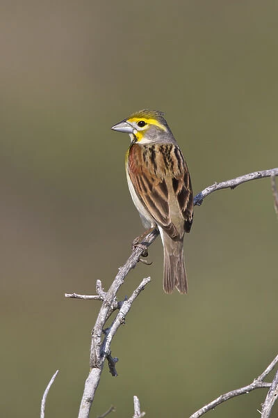 Dickcissel (Spiza americana) male perched during spring migration, Texas