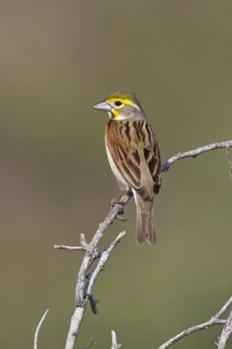 Framed Print : Dickcissel (Spiza americana) male perched during spring migration, Texas Framed Print : Dickcissel (Spiza americana) male perched during spring migration, Texas