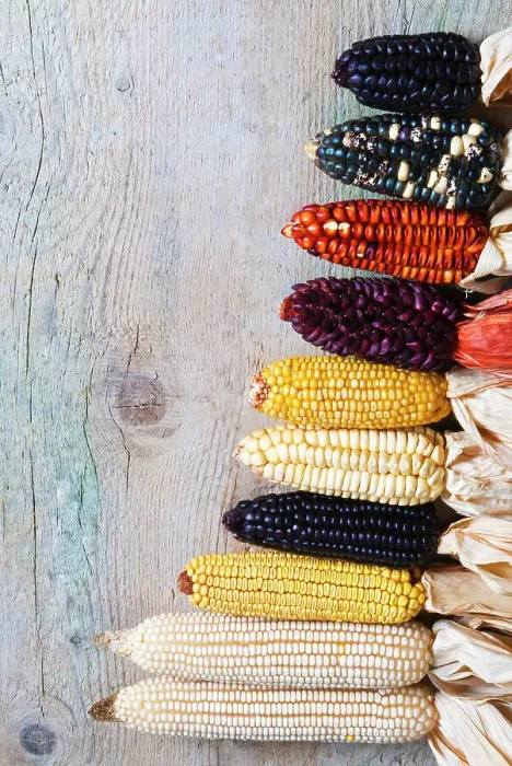 Framed Print : Different type of maize or corn (Zea mays)