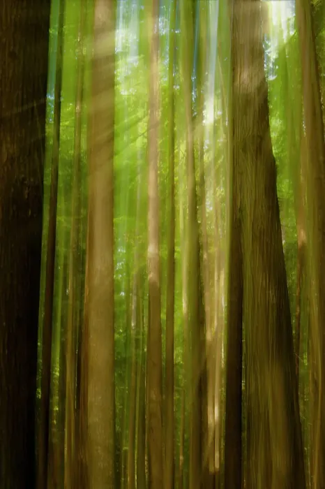 Framed Print : The diffuse sunrays stream through tall trees in a green forest