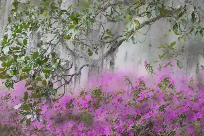 Framed Print : Digital Composite of Azaleas and magnolia tree branch, Charleston, South Carolina Framed Print : Digital Composite of Azaleas and magnolia tree branch, Charleston, South Carolina