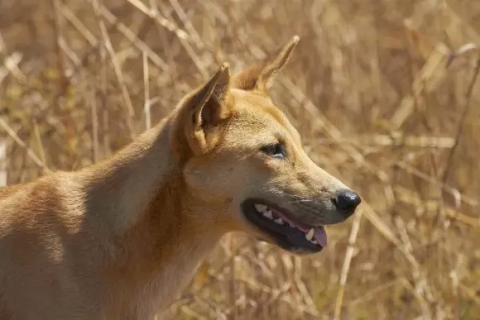 Framed Print : Dingo (Canis lupus dingo), Kakadu National Park, Northern Territory, Australia