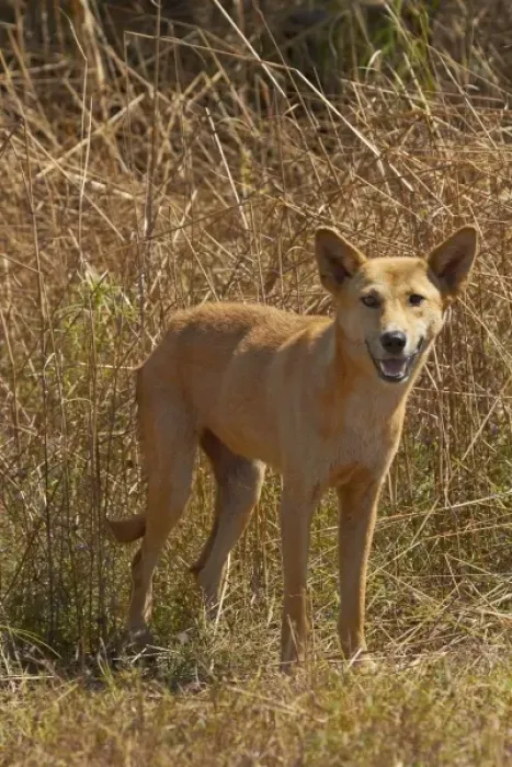Framed Print : Dingo (Canis lupus dingo), Kakadu National Park, Northern Territory, Australia