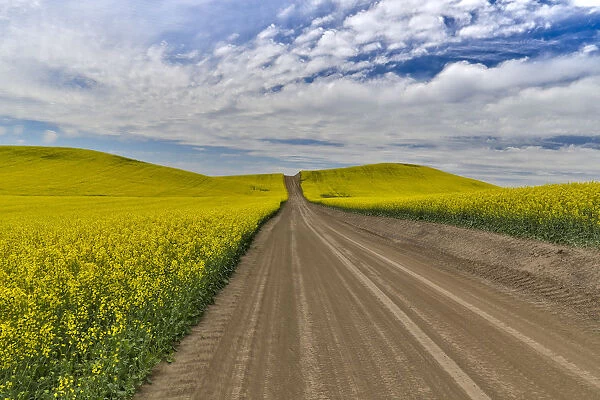 Dirt road through canola fields in Eastern Washington Palouse Country