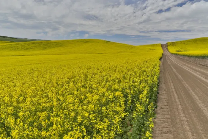 Framed Print : Dirt road through canola Fields in Eastern Washington, Palouse Country