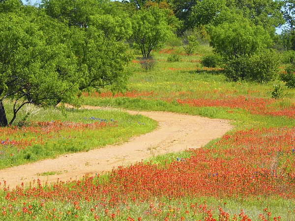 Dirt road lined with Indian paintbrush along Old Spanish Trail near Buchanan Dam