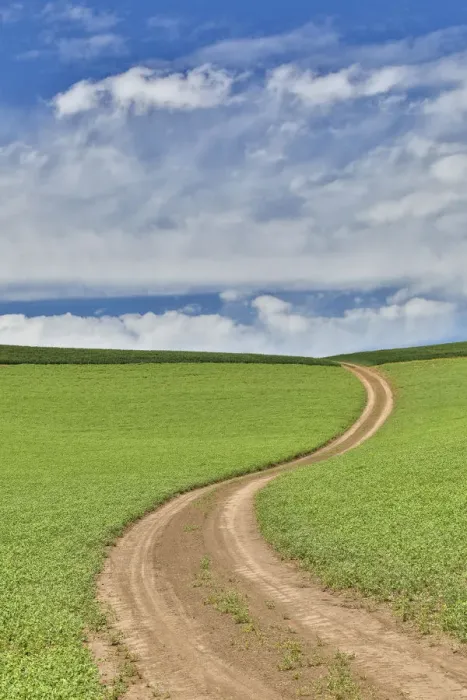 Framed Print : Dirt road through pea fields, Eastern Washington, Palouse Country Framed Print : Dirt road through pea fields, Eastern Washington, Palouse Country