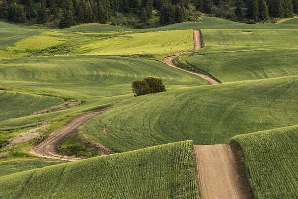 Dirt road winding over rolling green wheat fields, Palouse region of eastern Washington