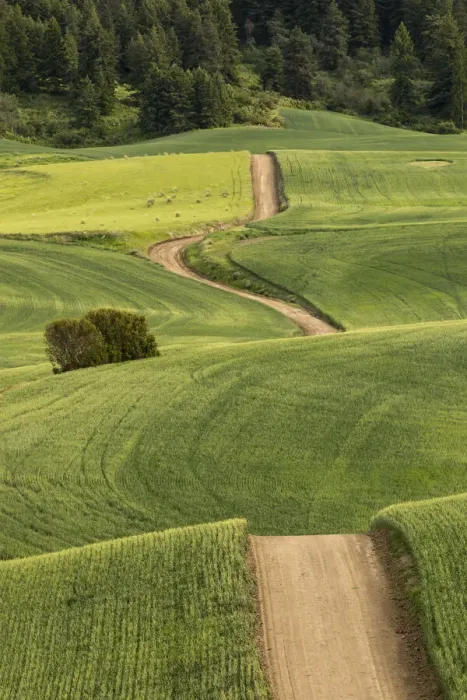 Framed Print : Dirt road winding over rolling green wheat fields, Palouse region of eastern Washington