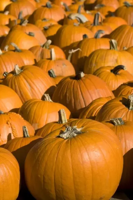 Framed Print : A display of pumpkins in the city of Concord, New Hampshire, USA Framed Print : A display of pumpkins in the city of Concord, New Hampshire, USA