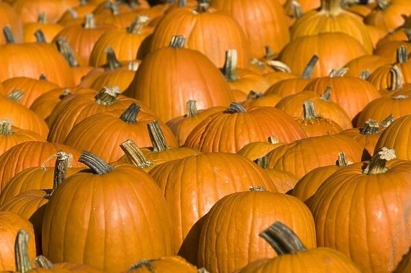 A display of pumpkins in the city of Concord, New Hampshire, USA