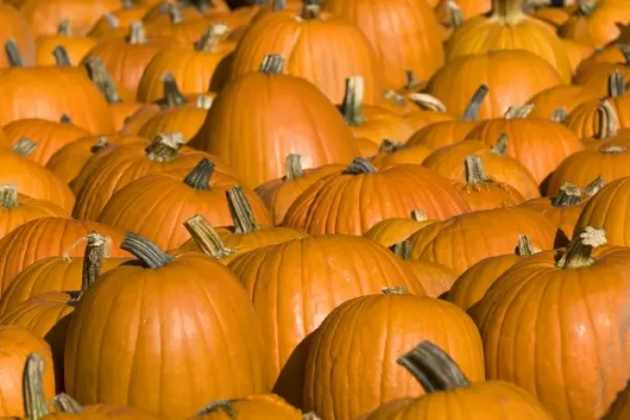 Framed Print : A display of pumpkins in the city of Concord, New Hampshire, USA Framed Print : A display of pumpkins in the city of Concord, New Hampshire, USA