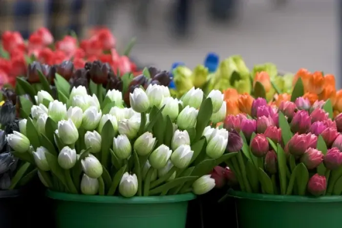 Framed Print : A display of tulips carved out of wood at a market in Amsterdam, Netherlands Framed Print : A display of tulips carved out of wood at a market in Amsterdam, Netherlands