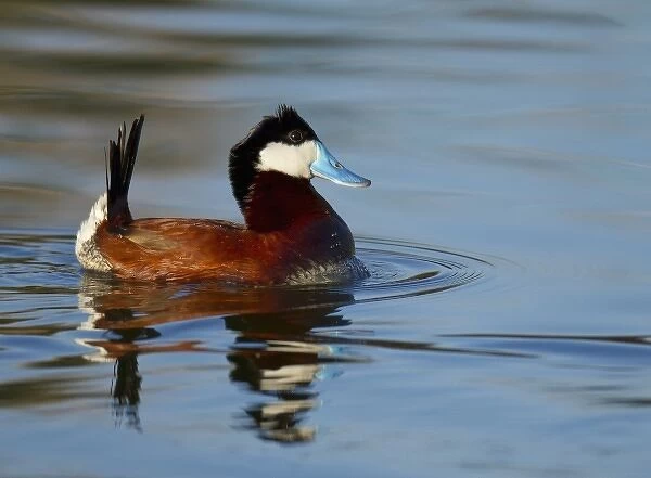 Displaying Male Ruddy duck on bird viewing preserve in Henderson, Nevada, just outside of Las Vegas
