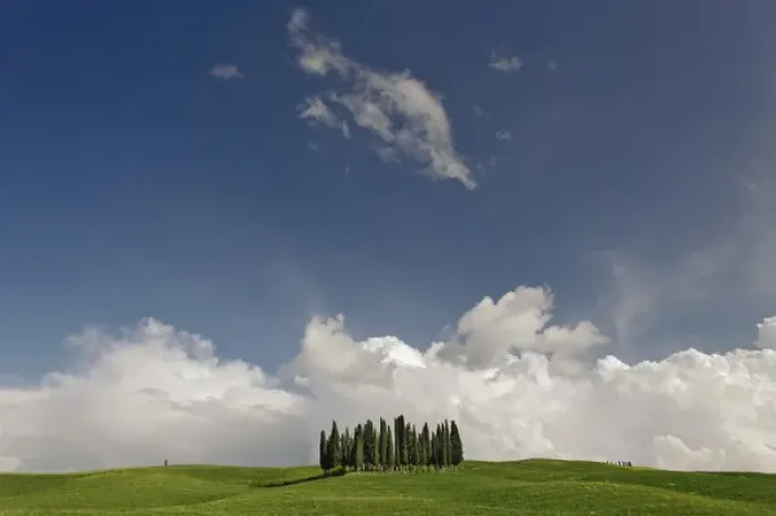 Framed Print : Distinctive cypress trees in Tuscany region of Italy