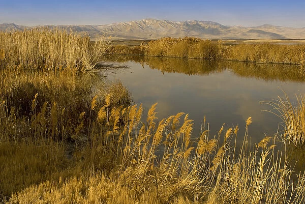 ditch reed, common reed, Phragmites communis, and Bear River, Bear River Migratory