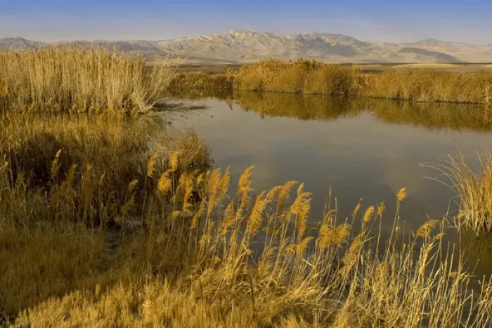 Framed Print : ditch reed, common reed, Phragmites communis, and Bear River, Bear River Migratory Framed Print : ditch reed, common reed, Phragmites communis, and Bear River, Bear River Migratory