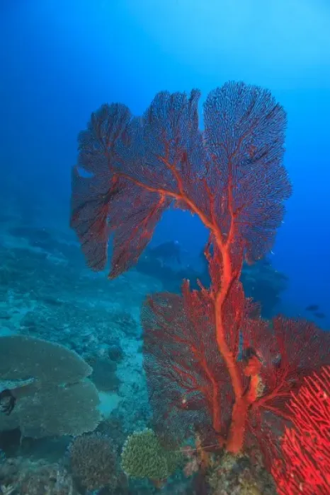 Framed Print : Diver in background of large Gorgonian Sea Fan, Beqa Island off Southern Viti Levu Framed Print : Diver in background of large Gorgonian Sea Fan, Beqa Island off Southern Viti Levu