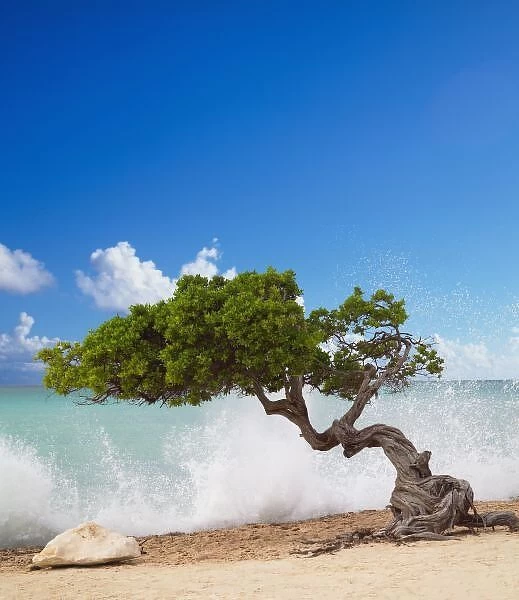 Divi Divi Tree, Eagle Beach, Aruba, Caribbean