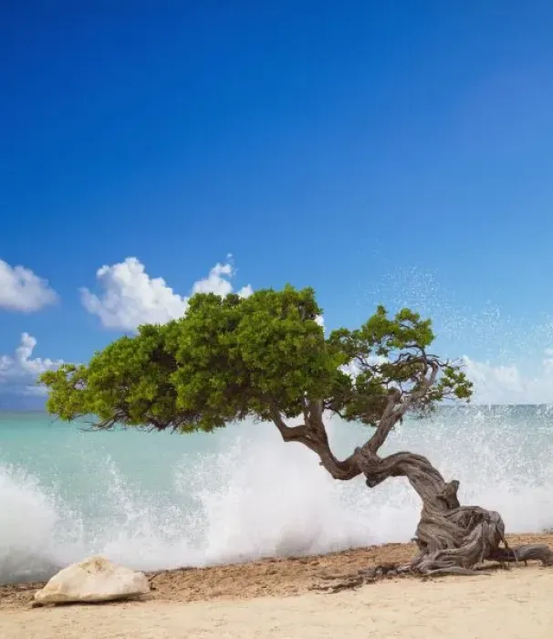 Framed Print : Divi Divi Tree, Eagle Beach, Aruba, Caribbean Framed Print : Divi Divi Tree, Eagle Beach, Aruba, Caribbean