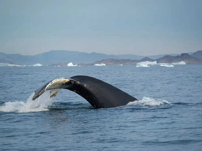 Framed Print : Diving Humpback whale in the Sermilik fjord in East Greenland, Danish Territory Framed Print : Diving Humpback whale in the Sermilik fjord in East Greenland, Danish Territory