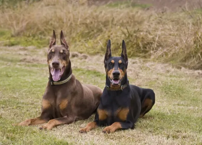 Framed Print : Two Doberman Pinschers lying side by side waiting in a field Framed Print : Two Doberman Pinschers lying side by side waiting in a field